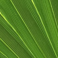 Palm leaf -close up