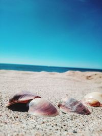 Surface level of shells on sand at beach against clear sky