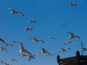 Low angle view of seagulls flying against clear sky