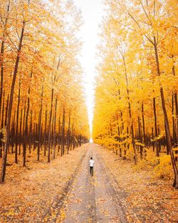 Rear view of man walking at forest during autumn