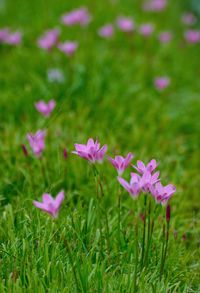 Close-up of pink flower blooming on field