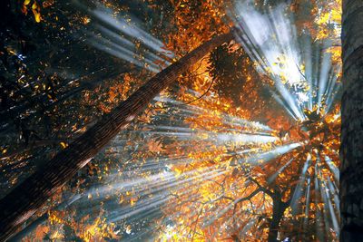 Low angle view of sunbeams passing through tree