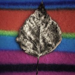 Close-up of red object