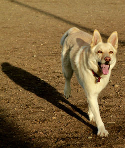 Dog on floor