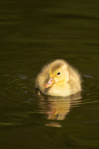 View of a duck in lake