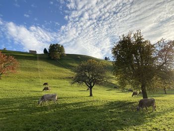 Scenic view of landscape against sky