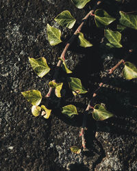 Close-up of young plant