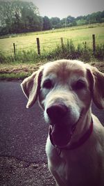 Close-up of dog on landscape