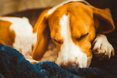 Close-up of dog sleeping