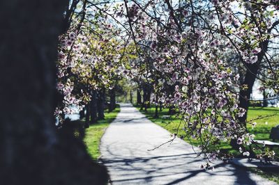 Footpath in park
