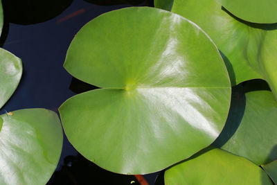 Full frame shot of lotus water lily