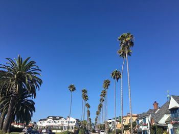 Low angle view of palm trees against blue sky