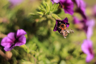 Close-up of bee pollinating on purple flowers