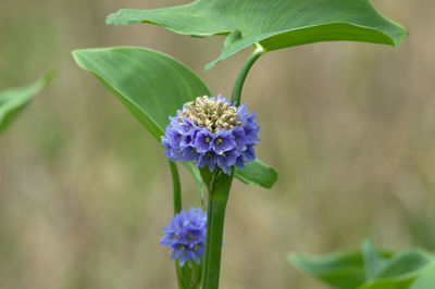 Close-up of purple flowering plant