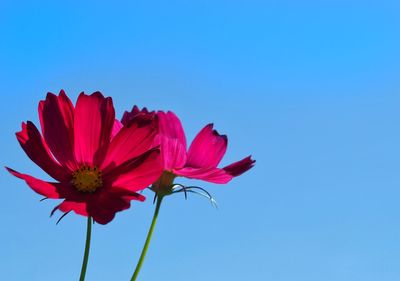 Close-up of pink flower against blue sky