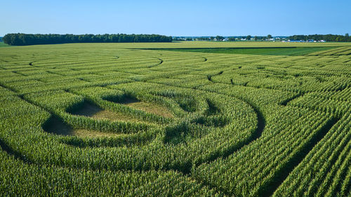 Scenic view of agricultural field