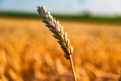 Close-up of wheat growing on field