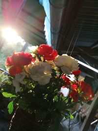 Close-up of red roses on plant