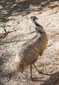 High angle view of bird on field