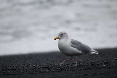 Close-up of seagull perching on ground