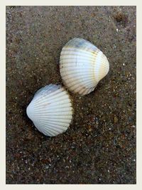 Close-up of shells on ground