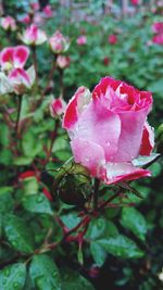 Close-up of pink flower