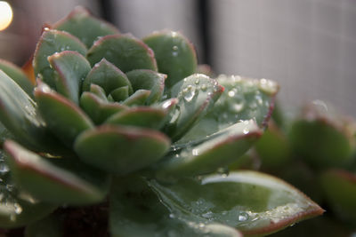 Close-up of succulent plant