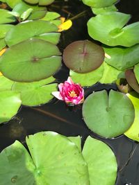 High angle view of lotus water lily in pond