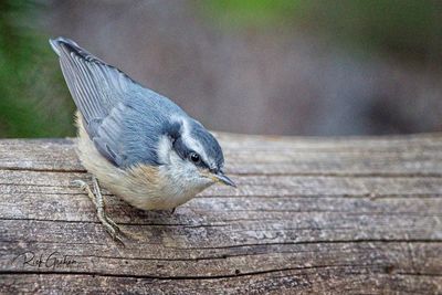 Close-up of bird perching on wood