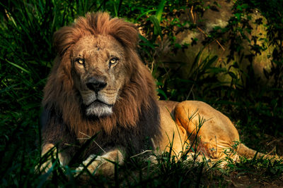 Lion relaxing in grass