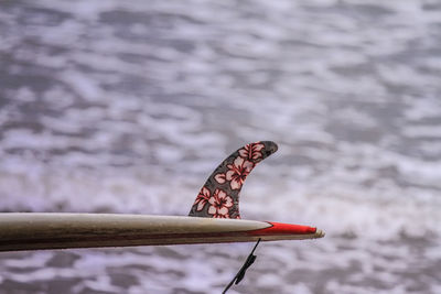 Close-up of butterfly on the sea