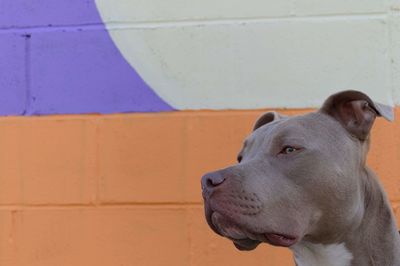 Gorgeous silver pitbull surveying the horizon, in front of colorful brick wall outside.