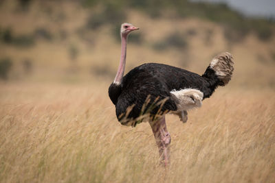 Side view of a bird on field