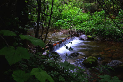 Scenic view of waterfall in forest