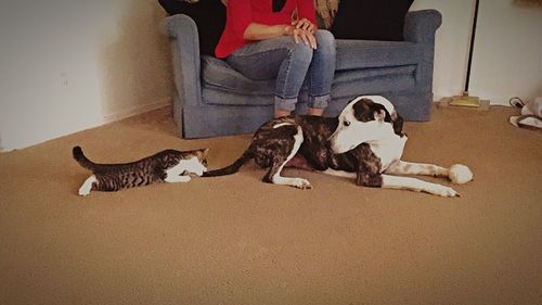 Close-up of dog lying down