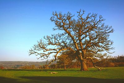 Scenic view of grassy field against clear sky