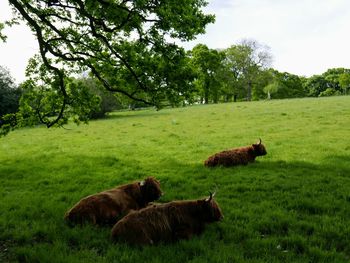 Highland cows in a field