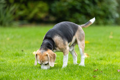 Dog standing on field