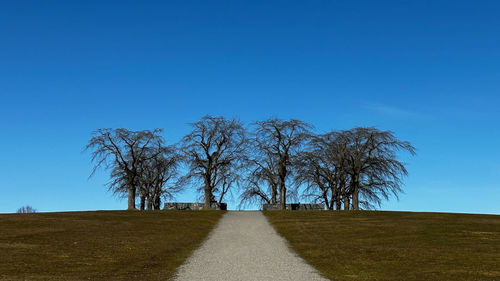 Trees on field against clear blue sky