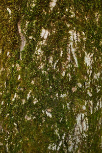 Full frame shot of trees in forest