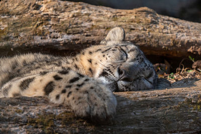 View of cat sleeping on rock