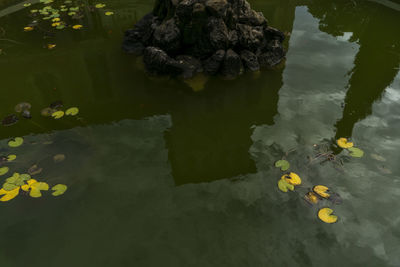 High angle view of duck floating on lake