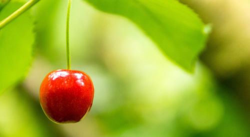 Close-up of strawberry