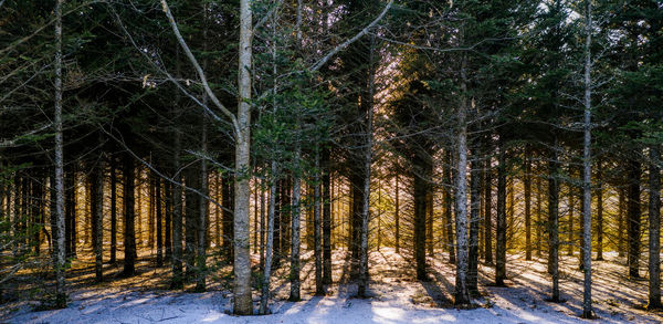 Trees in forest during winter