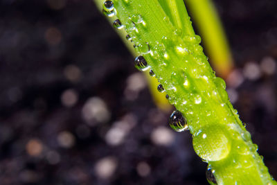 Close-up of water drops on plant