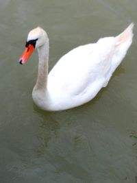 Swan floating on lake