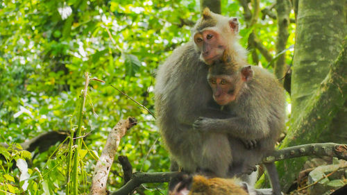 Monkeys in a forest