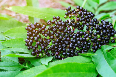 Top view of bright ripe black berries of black elderberry, plucked. harvesting of medicinal plants. 