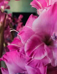 Close-up of pink flowers blooming outdoors