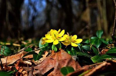 Close-up of yellow flower